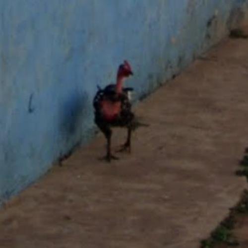 Descoperă Jocul Iubit al Romaniei, Chicken Road - O Experiență de Casino în Romania